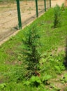 New Planting Thuja Green Fence with New Green Lawn