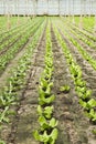 New planting of young Salad Royalty Free Stock Photo