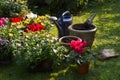 New plants in flowerpots for autumn garden