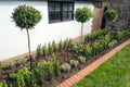 New plants including bay trees planted in a flower bed edged by bricks in front of a white wall of an outhouse or garage. Royalty Free Stock Photo