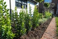 New plants including bay trees planted in a flower bed edged by bricks in front of a white wall of an outhouse or garage. Royalty Free Stock Photo