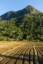 New ploughed fielding front of a mountain.