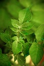 New potato Leaves Royalty Free Stock Photo