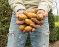 New Potatoes Royalty Free Stock Photo
