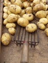 New potatoes with shovel Royalty Free Stock Photo