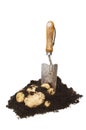 New potatoes in soil Royalty Free Stock Photo