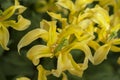 New presented Viridiflora Tulipa TL 14 flower portrait closeup, selective focus