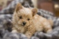 New Puppy in Blanket Royalty Free Stock Photo
