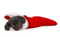 New puppy in a Christmas stocking Royalty Free Stock Photo