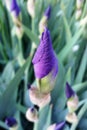 New purple iris bud pastel effect Royalty Free Stock Photo