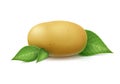 New Raw Whole Unpeeled Potato with leaves Royalty Free Stock Photo