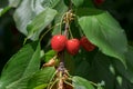 Close-up of ripe sweet red cherries on branch Royalty Free Stock Photo