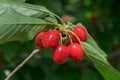 Close-up of ripe sweet red cherries on branch Royalty Free Stock Photo