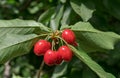 Close-up of ripe sweet red cherries on branch Royalty Free Stock Photo