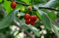 Close-up of ripe sweet red cherries on branch Royalty Free Stock Photo