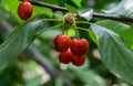 Close-up of ripe sweet red cherries on branch Royalty Free Stock Photo