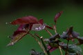 New red colored rose leaves with wet dewdrops from early spring Royalty Free Stock Photo