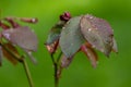 New red colored rose leaves with wet dewdrops from spring rain Royalty Free Stock Photo