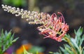 Close-up of Australian Native Red Grevillea Flower in Bloom Royalty Free Stock Photo