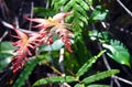 New red fronds of the Gristle Fern Royalty Free Stock Photo