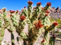 New growth on cholla cactus outside of Nelson, Nevada