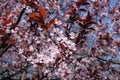 New red leaves and pink flowers of Prunus pissardii Royalty Free Stock Photo