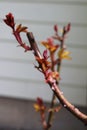 New red leaves on a rose bush Royalty Free Stock Photo