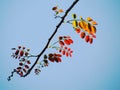 The new red leaves of tree in spring on branches. Royalty Free Stock Photo