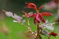 New red rose leaves with wet dewdrops from early spring rain Royalty Free Stock Photo