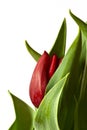 New Red Spring Tulip Bud Royalty Free Stock Photo