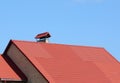 New red tiled roof with metal chimney house roofing construction exterior. Roofing construction. Royalty Free Stock Photo