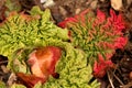 New Rhubarb Leaves