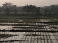 new rice fields planted with rice seeds.
