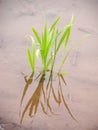 New rice plant