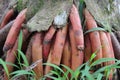 New roots on the surface of the ground of the jackfruit plant in Sri Lanka Royalty Free Stock Photo