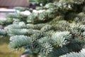 New runaways of a blue spruce. Royalty Free Stock Photo