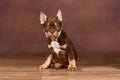 New Schade Mocca Orange Tan colored French Bulldog puppy