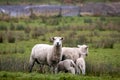 New season`s New Zealand lambs with ewes