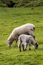 New season`s New Zealand lambs with ewes Royalty Free Stock Photo