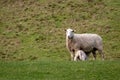 New season`s New Zealand lambs with ewes