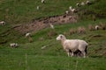 New season`s New Zealand lambs with ewes