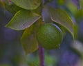 young green lemon tree fruit on a tree Kfar Glikson Israel Royalty Free Stock Photo