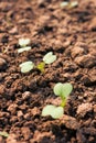 New seedling Royalty Free Stock Photo