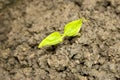 New seedling Royalty Free Stock Photo