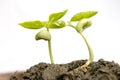 New seedling Royalty Free Stock Photo