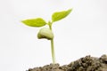 New seedling Royalty Free Stock Photo