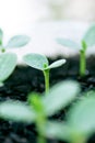 New seedling growing in fresh peat Royalty Free Stock Photo