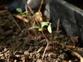 New Seedling Royalty Free Stock Photo