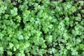 New seedlings of italian flat leaf parsley in the garden, flat lay