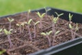 New seedlings ready for the spring garden Royalty Free Stock Photo